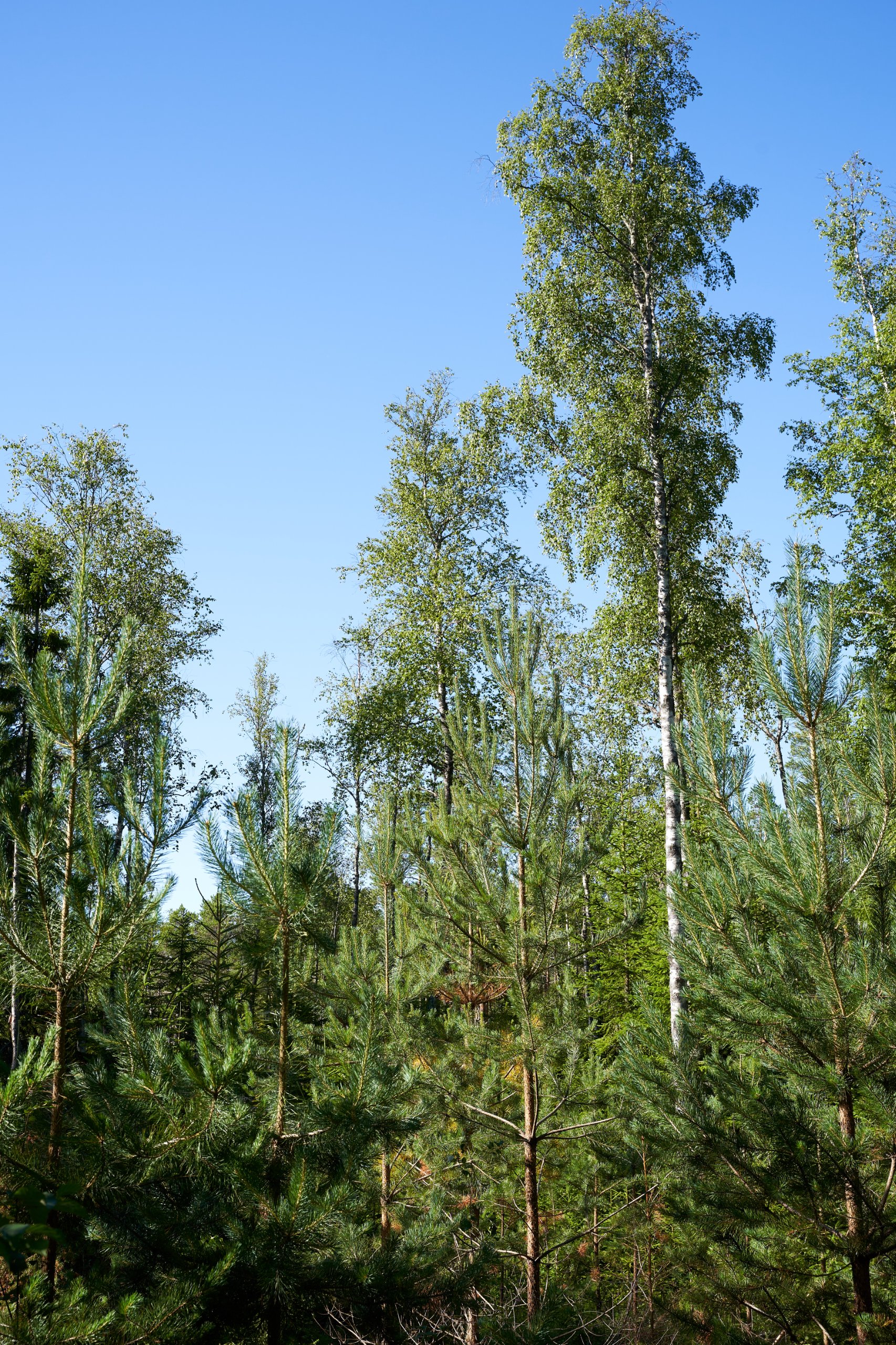 2022 07 22 Sverige 0718